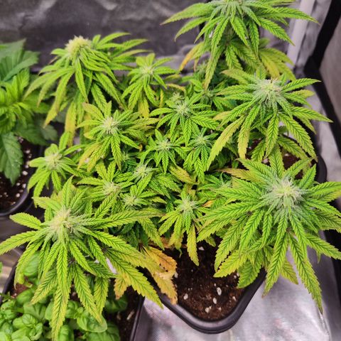 Royal Gorilla growlog timeline photo