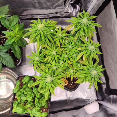 Royal Gorilla growlog timeline photo