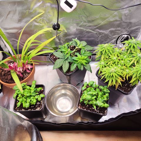 Royal Gorilla growlog timeline photo