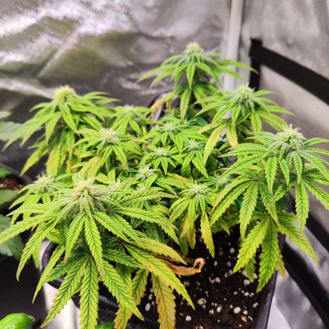 Royal Gorilla growlog timeline photo