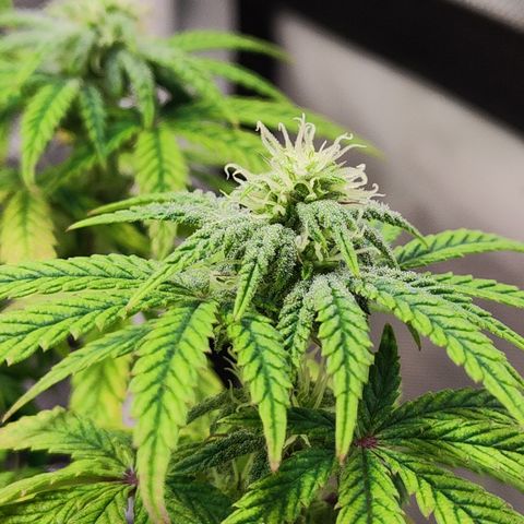 Royal Gorilla growlog timeline photo