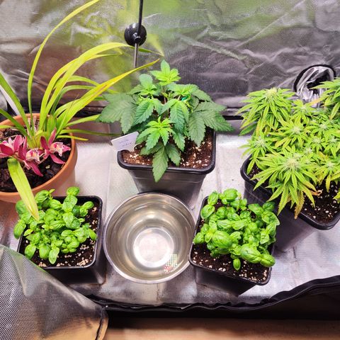 Royal Gorilla growlog timeline photo