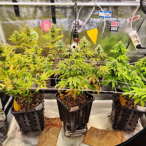 Royal AK growlog timeline photo