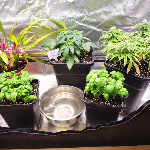Royal Gorilla growlog timeline photo