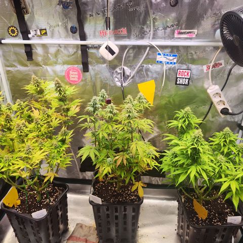 Royal AK growlog timeline photo