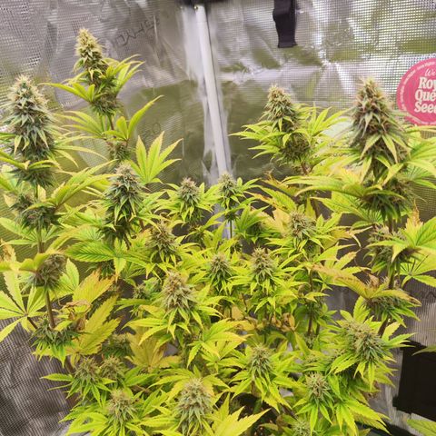 Special Kush growlog timeline photo