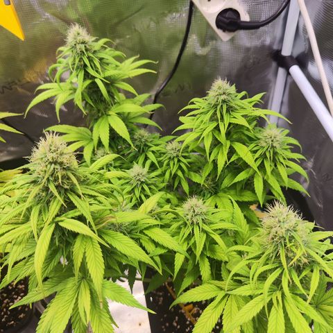 Royal AK growlog timeline photo