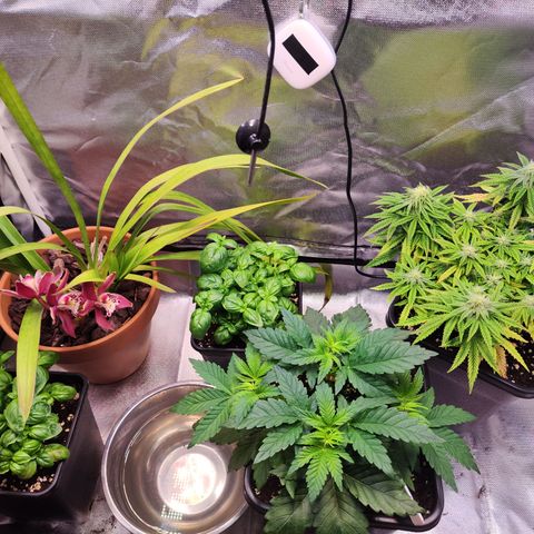 Royal Gorilla growlog timeline photo