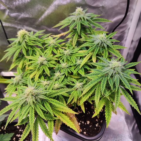 Royal Gorilla growlog timeline photo