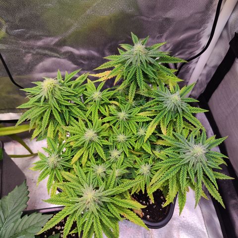 Royal Gorilla growlog timeline photo