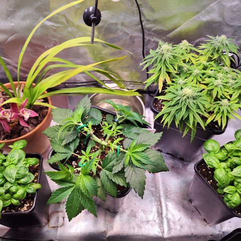 Royal Gorilla growlog timeline photo