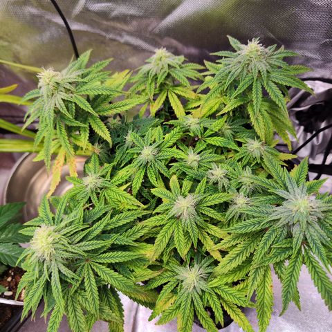 Royal Gorilla growlog timeline photo