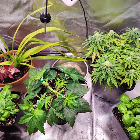 Royal Gorilla growlog timeline photo