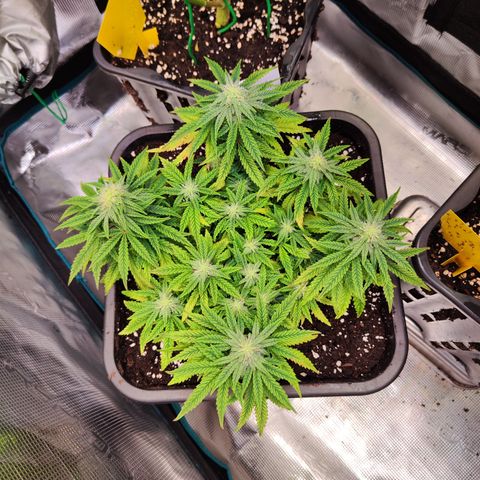 Royal Gorilla growlog timeline photo