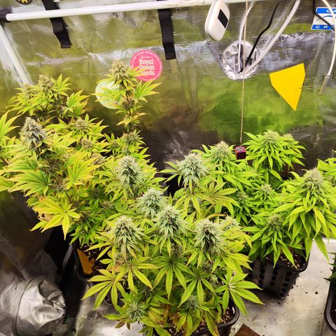 Royal AK growlog timeline photo