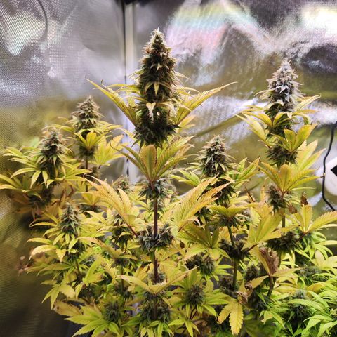 Special Kush growlog timeline photo