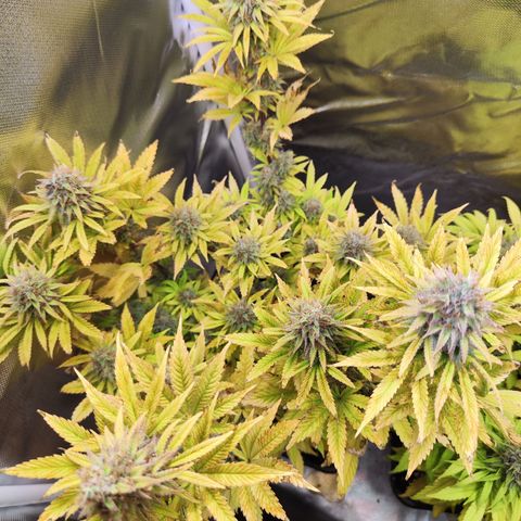 Special Kush growlog timeline photo