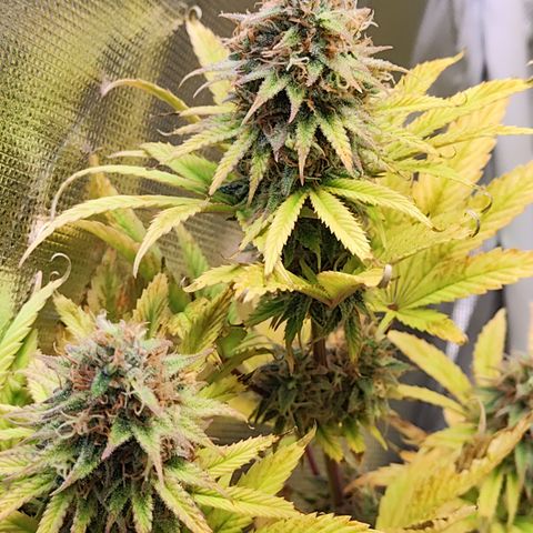 Special Kush growlog timeline photo