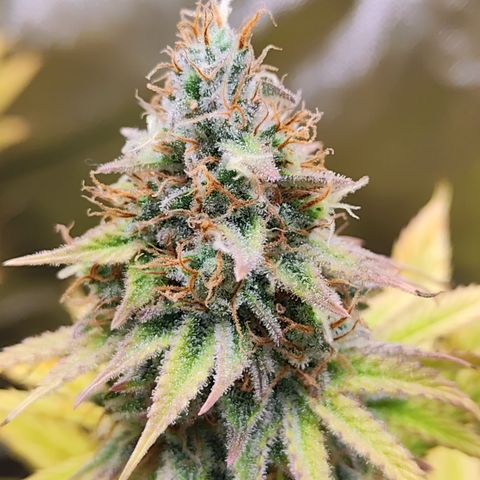 Special Kush growlog timeline photo