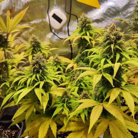 Royal AK growlog timeline photo