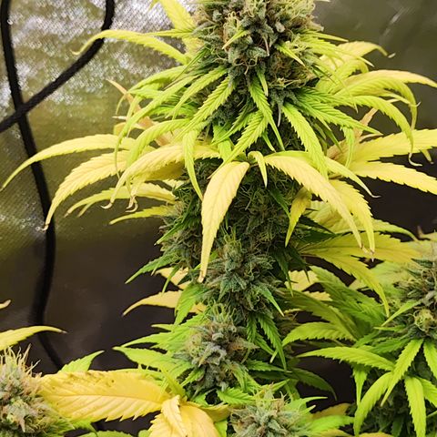 Royal AK growlog timeline photo