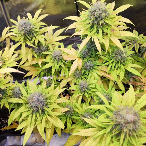 Royal AK growlog timeline photo