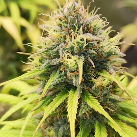 Royal AK growlog timeline photo