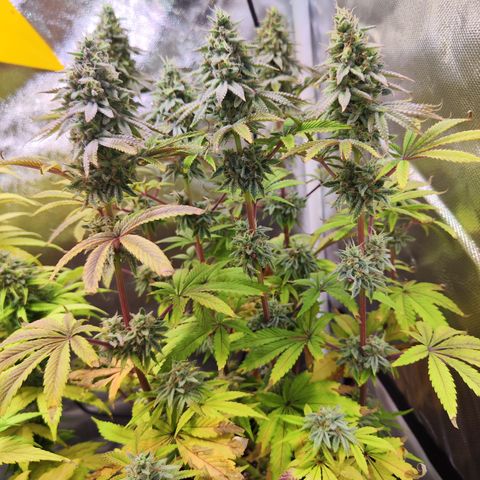 Royal Gorilla growlog timeline photo