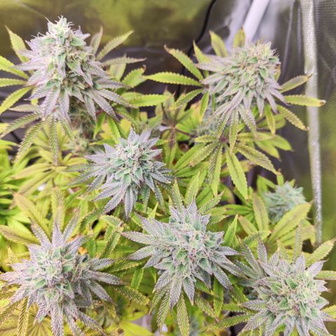 Royal Gorilla growlog timeline photo