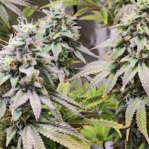 Royal Gorilla growlog timeline photo