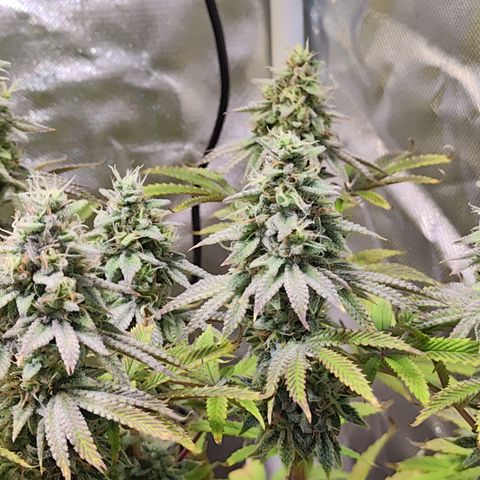 Royal Gorilla growlog timeline photo