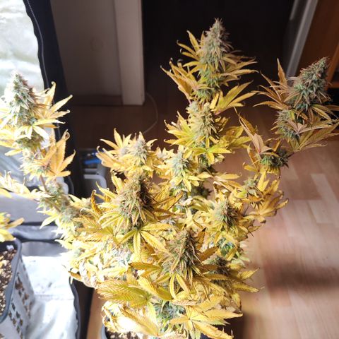 Special Kush growlog photo: Heute ist für Sie der Tag gekommen 
Sie wird geerntet und zum trocknen aufgehängt vorher allerdings mache ich noch die winzigen Popcorn Buds ab und friere diese ein 