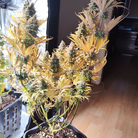 Special Kush growlog photo: Heute ist für Sie der Tag gekommen 
Sie wird geerntet und zum trocknen aufgehängt vorher allerdings mache ich noch die winzigen Popcorn Buds ab und friere diese ein 