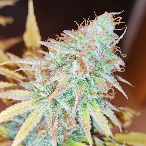Special Kush growlog photo: Heute ist für Sie der Tag gekommen 
Sie wird geerntet und zum trocknen aufgehängt vorher allerdings mache ich noch die winzigen Popcorn Buds ab und friere diese ein 