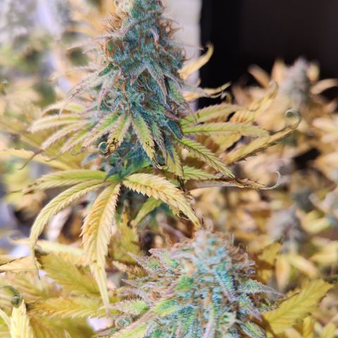 Special Kush growlog photo: Heute ist für Sie der Tag gekommen 
Sie wird geerntet und zum trocknen aufgehängt vorher allerdings mache ich noch die winzigen Popcorn Buds ab und friere diese ein 