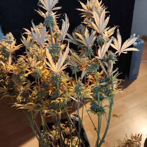 Special Kush growlog timeline photo