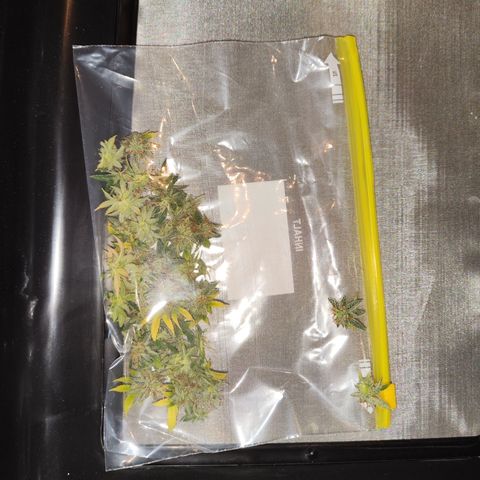 Special Kush growlog timeline photo