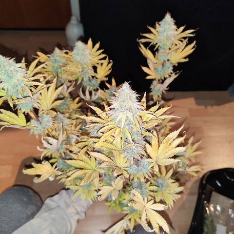 Special Kush growlog timeline photo
