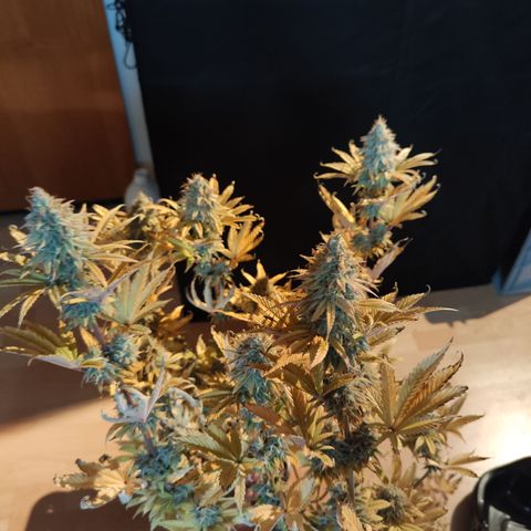 Special Kush growlog timeline photo