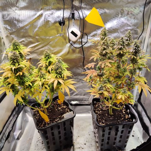 Royal AK growlog timeline photo
