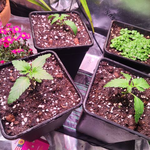 Wedding Gelato growlog timeline photo
