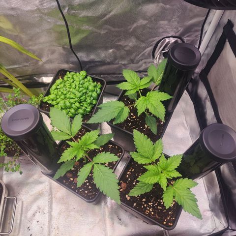 Wedding Gelato growlog timeline photo