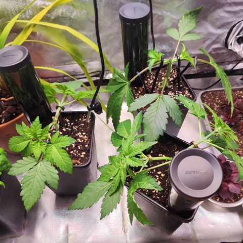Wedding Gelato growlog timeline photo