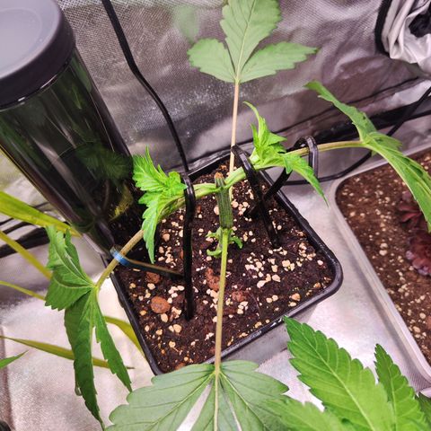 Wedding Gelato growlog timeline photo