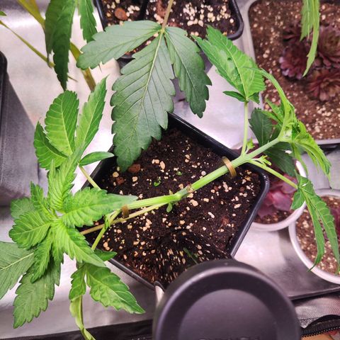 Wedding Gelato growlog timeline photo