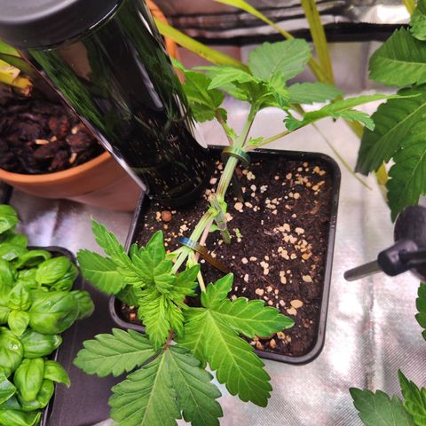 Wedding Gelato growlog timeline photo