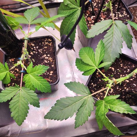 Wedding Gelato growlog photo: Die beiden getoppten Pflanzen 
Die dritte braucht noch etwas 