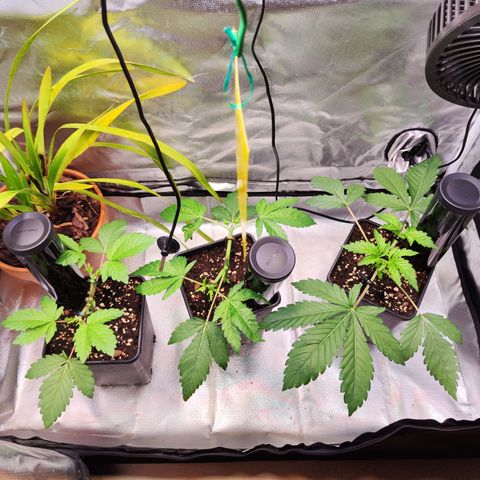 Wedding Gelato growlog timeline photo