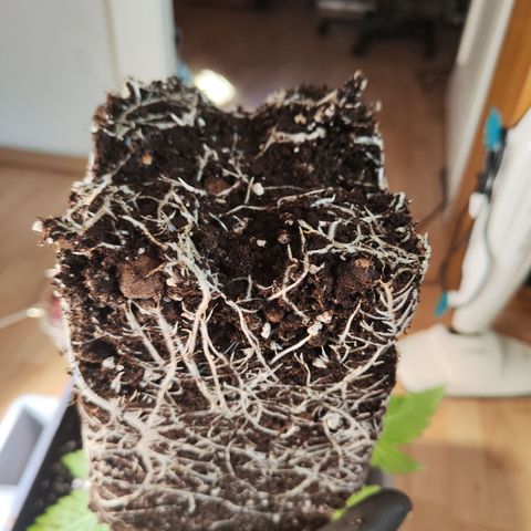 Wedding Gelato growlog timeline photo