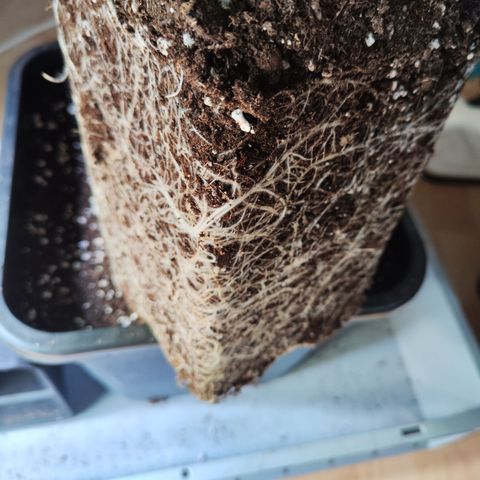 Wedding Gelato growlog timeline photo